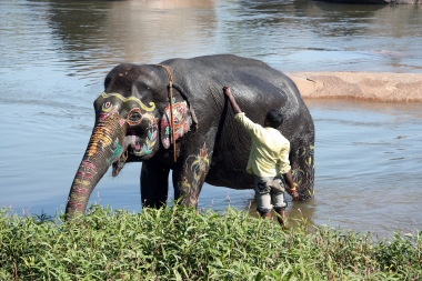 Indian Elephant Indian Elephant