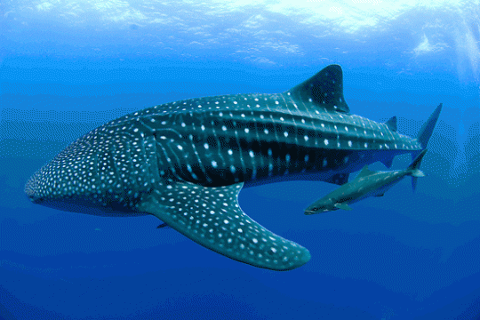 whale-shark2 whale-shark2
