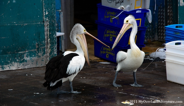 Sydney Fish Market Sydney Fish Market
