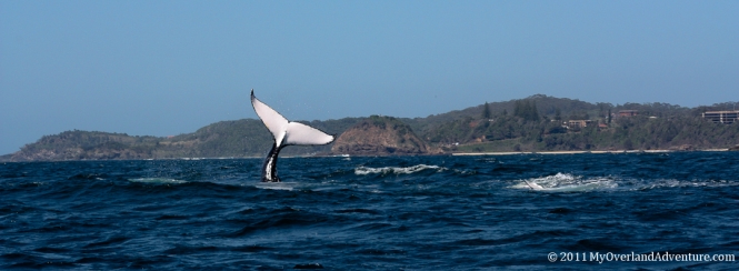 Whale Watching Trip Port Macquarie Whale Watching Trip Port Macquarie