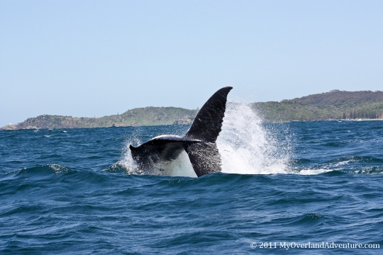 Whale Watching Trip Port Macquarie Whale Watching Trip Port Macquarie
