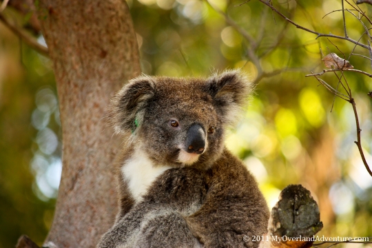 Koala Hospital Koala Hospital