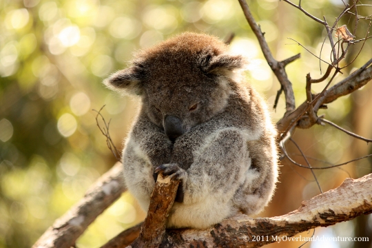 Koala Hospital Koala Hospital
