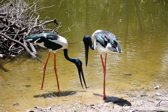 Jabiru Jabiru