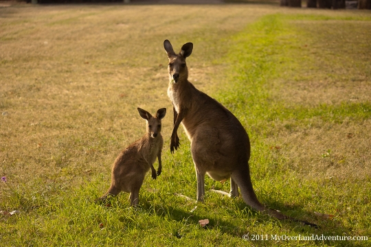 Mother with Joey Mother with Joey
