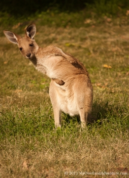 Carnarvon Gorge Joey Strking a Pose! Carnarvon Gorge Joey Strking a Pose!