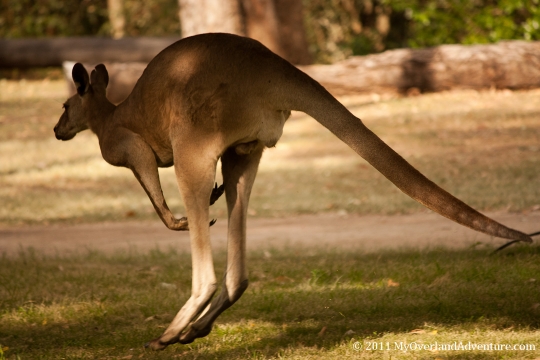 Male Kangaroo at Carnarvon Gorge Male Kangaroo at Carnarvon Gorge