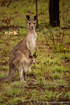 Mother with Joey Mother with Joey
