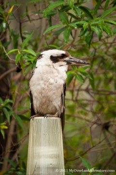 Kookaburra Kookaburra