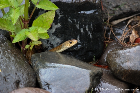 Brown Snake Brown Snake