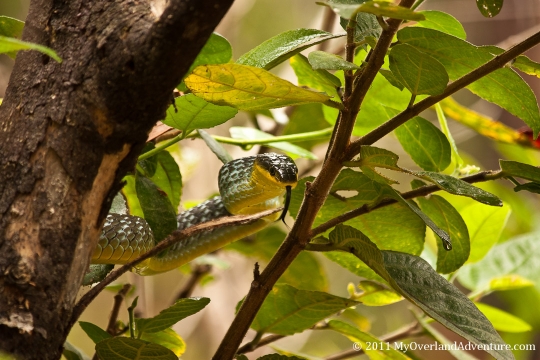 Green Snake Green Snake