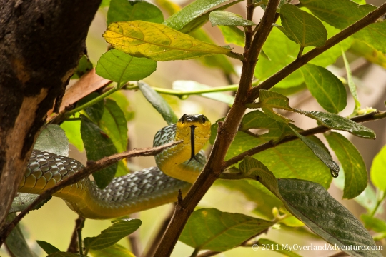 Green Snake Green Snake