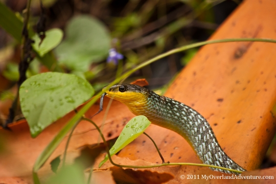 Second Tree Snake Second Tree Snake