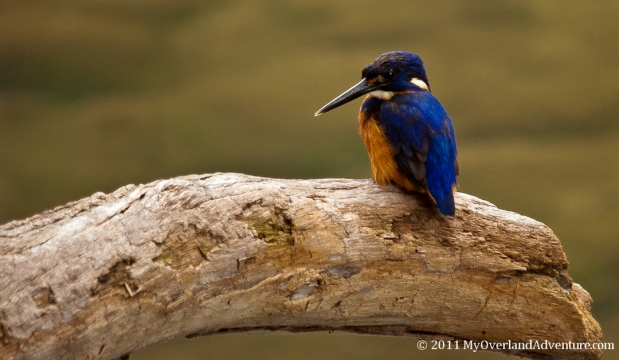 Azure Kingfisher Azure Kingfisher