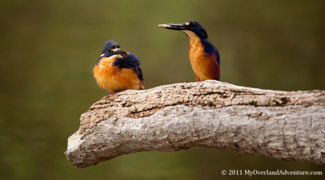 Azure Kingfishers Sharing Fish Azure Kingfishers Sharing Fish
