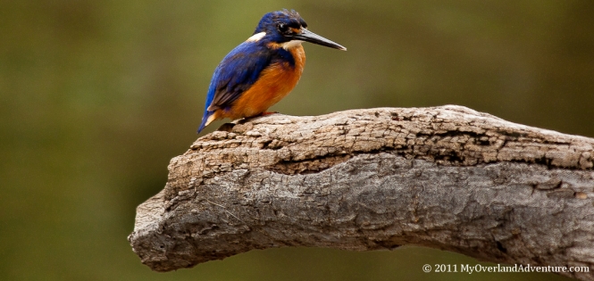Azure Kingfisher Azure Kingfisher