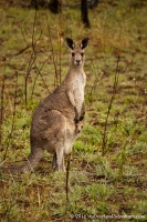 Carnarvon Gorge