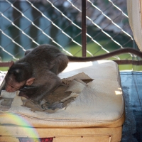 Monkey ripping apart rickshaw