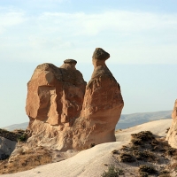 Camel or snail?