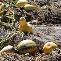 Melons