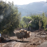Villager with donkey