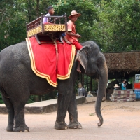 Elephant at Angkor Thom South Gate