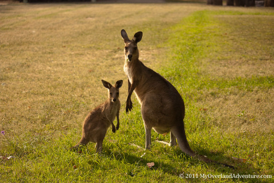 Mother with Joey
