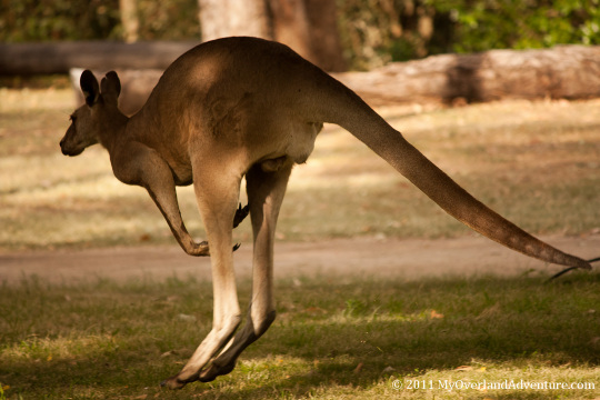 Male Kangaroo at Carnarvon Gorge