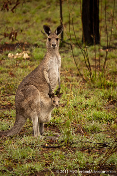 Mother with Joey