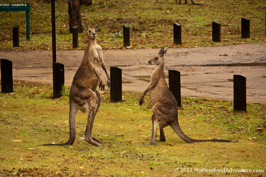 Boxing Kangaroos Pre-fight