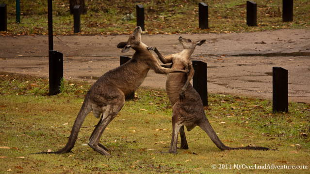 Boxing Kangaroos Right Hook