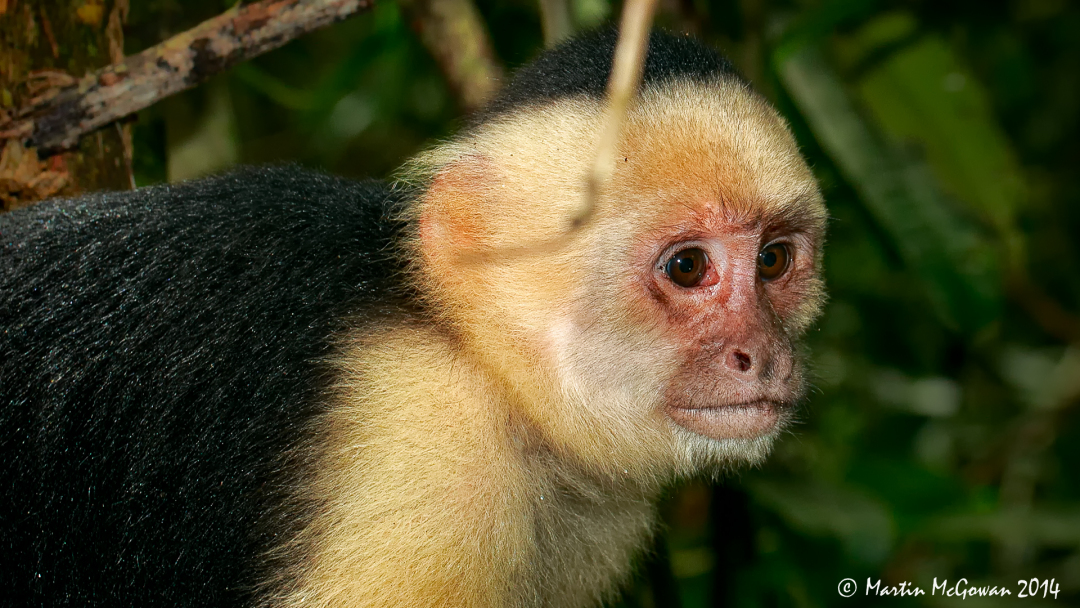 Manuel Antonio National Park, White Faced Capuchin