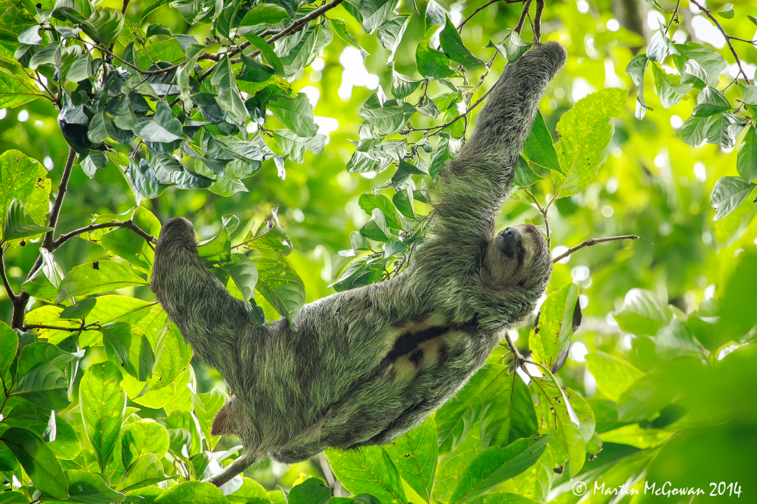 Sloth in the tree above
