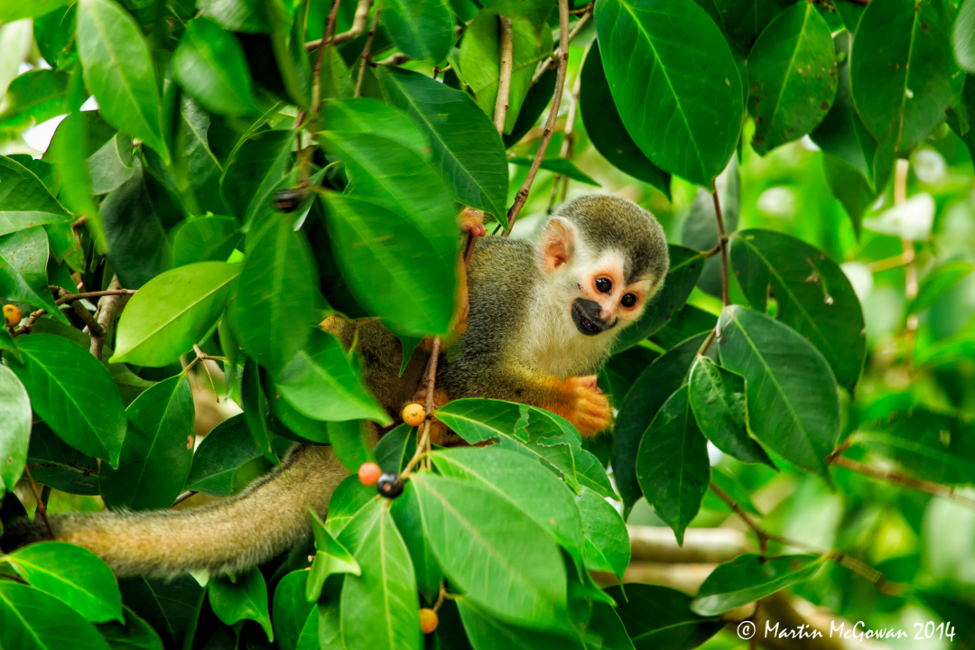 Manuel Antonio National Park, Squirrel Monkey