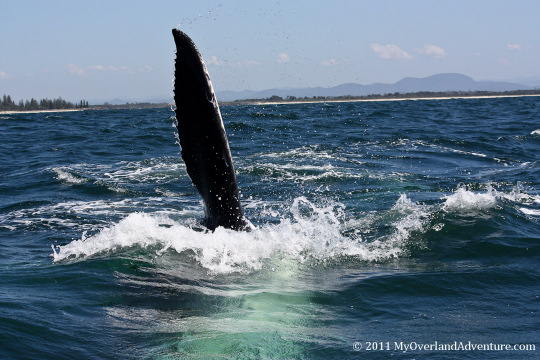 Whale Watching Trip Port Macquarie