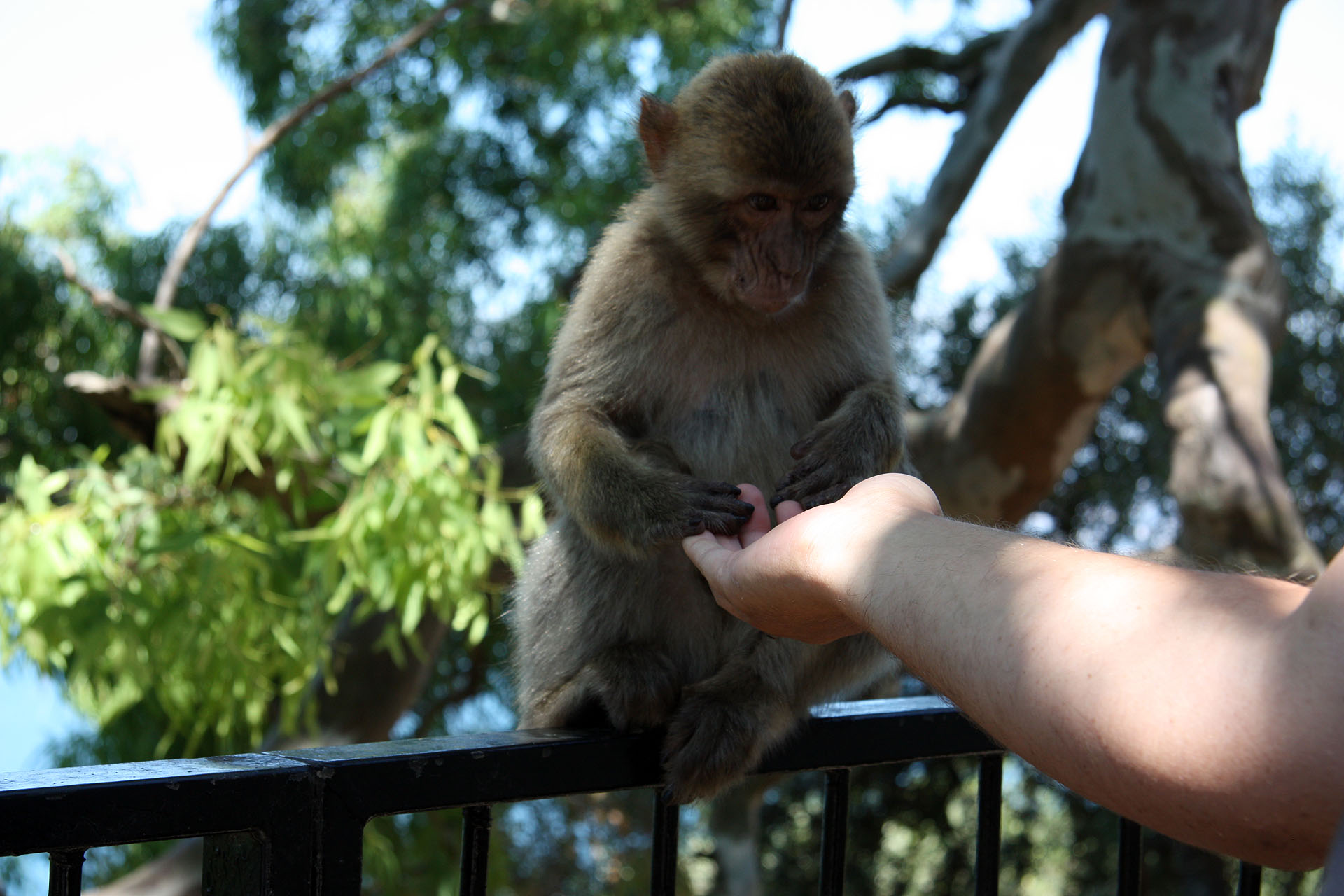 Monkey opening Martin\'s hand 2