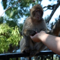 Monkey opening Martin\'s hand 1