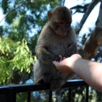 Monkey opening Martin\'s hand 2