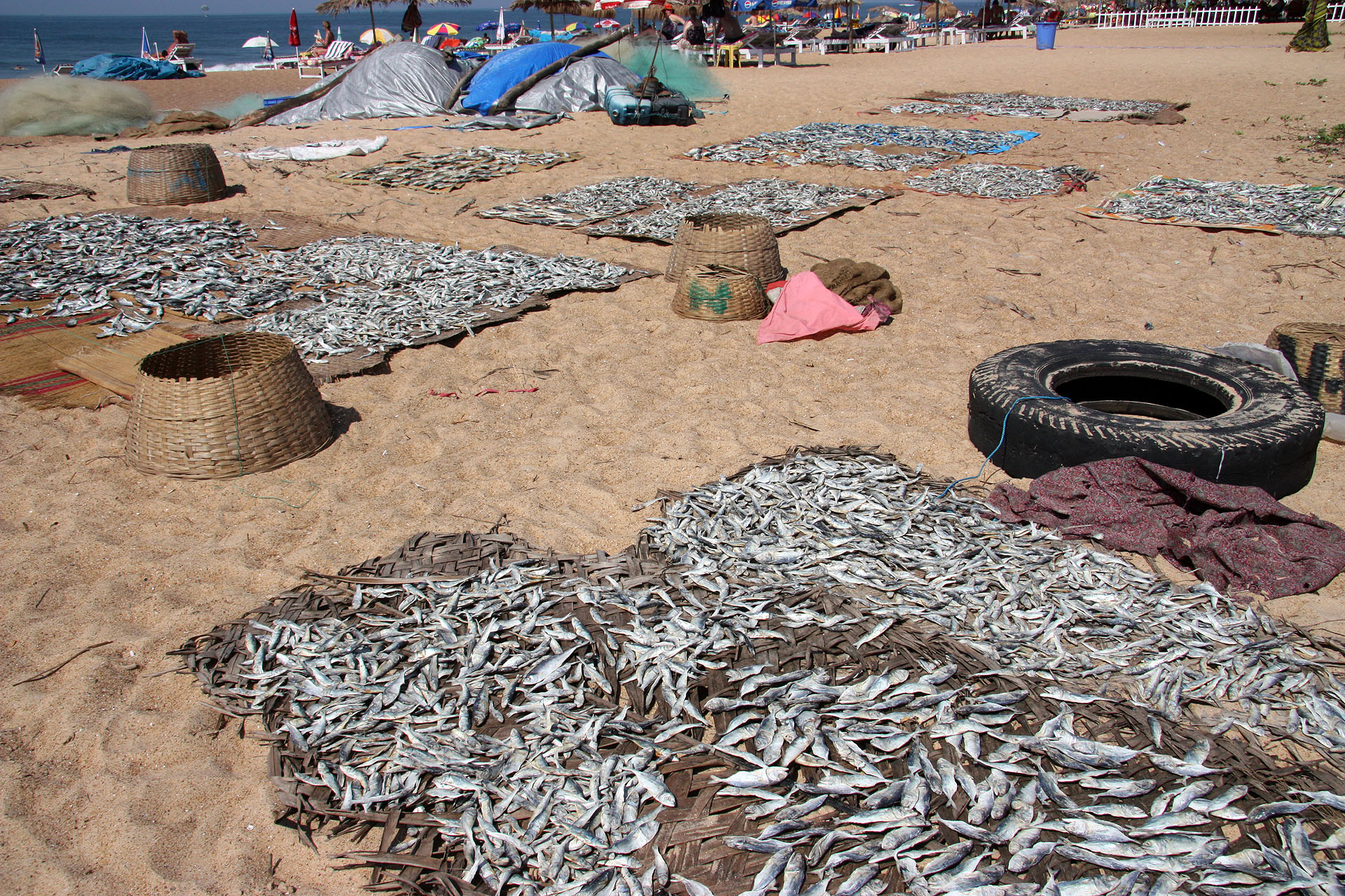 Candolim Beach - Fish being dried