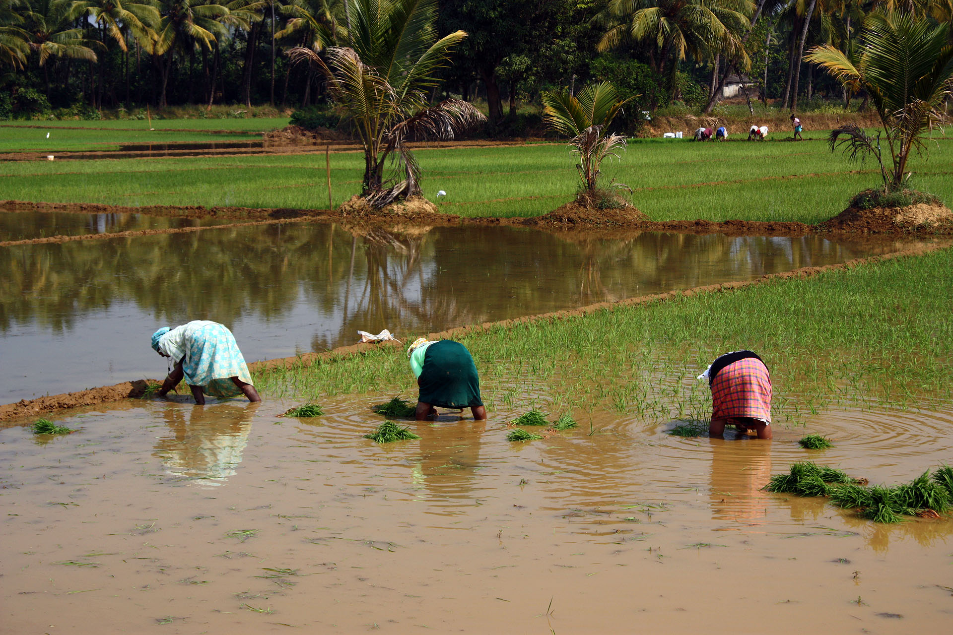Workers in the paddy fields