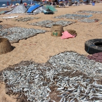 Candolim Beach - Fish being dried