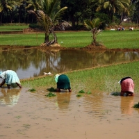 Workers in the paddy fields