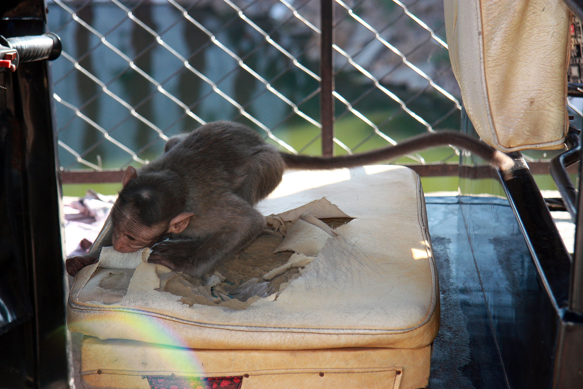Monkey ripping apart rickshaw