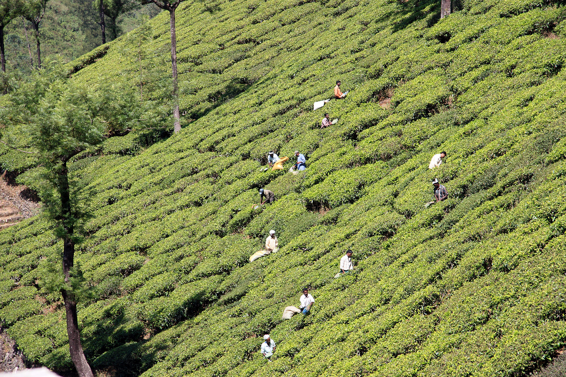 Workers hand picking tea
