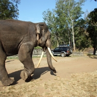 Elephant camp