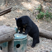 Bear rescue centre