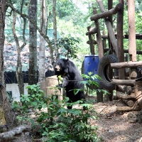 Bear rescue centre