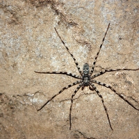 Spider in Cave - Tham Phu Kham - Vang Vieng