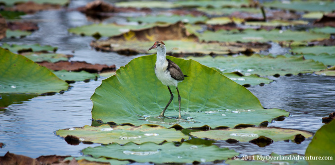 Lotus Bird Mareeba Wetlands