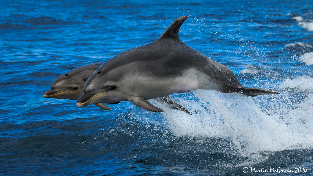 Two Bottlenose Dolphins, jumping out of the water, Bay of Islands